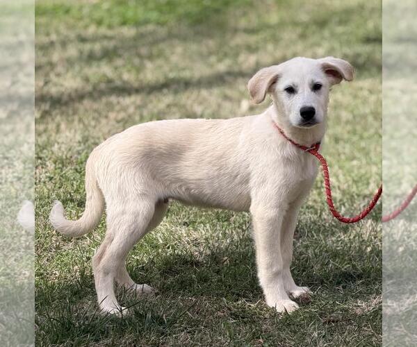 Medium Photo #3 Great Pyrenees-Unknown Mix Puppy For Sale in Yardley, PA, USA