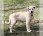 Small #2 Great Pyrenees Mix
