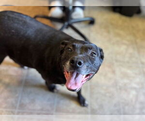 American Staffordshire Terrier-Unknown Mix Dogs for adoption in Raleigh, NC, USA