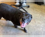Small American Staffordshire Terrier Mix