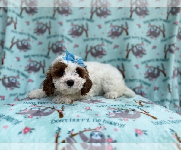 Medium Photo #4 Cavapoo (Miniature) Puppy For Sale in LAKELAND, FL, USA