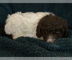 Small Photo #5 Labradoodle Puppy For Sale in BIGFORK, MT, USA