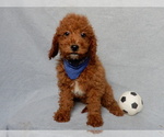 Small Goldendoodle (Miniature)