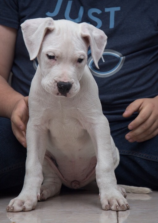 Medium Photo #2 Dogo Argentino Puppy For Sale in COLLEGE STA, TX, USA