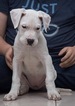 Small Photo #2 Dogo Argentino Puppy For Sale in COLLEGE STA, TX, USA