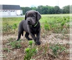 Small Photo #2 Labrador Retriever Puppy For Sale in NEWTON GROVE, NC, USA