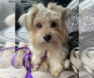 Shih Tzu-Unknown Mix Dogs for adoption in Brooklyn, NY, USA