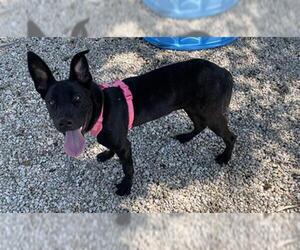 German Shepherd Dog-Unknown Mix Dogs for adoption in Waco, TX, USA