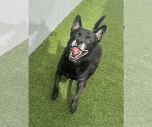 Sadie - Female Labrador Retriever-Unknown Mix Dog for Adoption - Photo #10