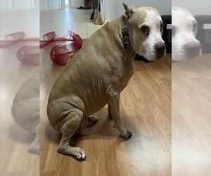 American Staffordshire Terrier-Unknown Mix Dogs for adoption in San Antonio, TX, USA
