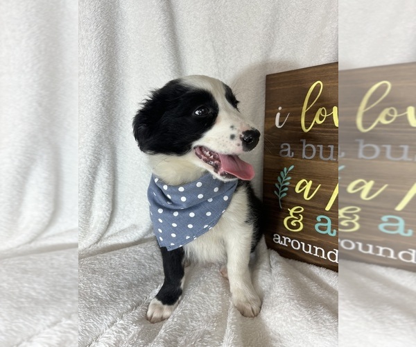 Medium Photo #3 Australian Shepherd Puppy For Sale in GREENFIELD, IN, USA