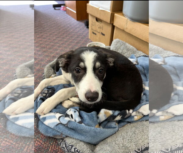 Medium Photo #4 Australian Shepherd-Unknown Mix Puppy For Sale in Grafton, WI, USA