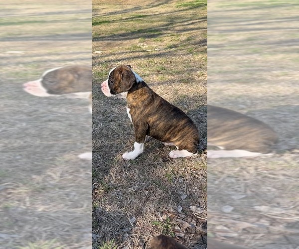 Medium Photo #4 Boxer Puppy For Sale in VICTORIA, TX, USA