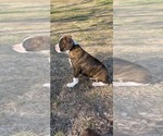 Small #3 Boxer