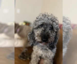 Mother of the Goldendoodle (Miniature) puppies born on 09/16/2025