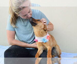 Mutt Dogs for adoption in McKinney, TX, USA