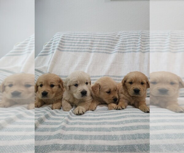 Medium Photo #1 Golden Retriever Puppy For Sale in ELVERTA, CA, USA