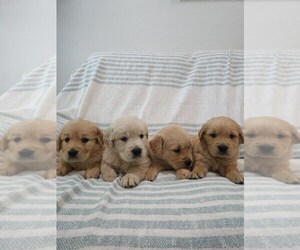 Golden Retriever Puppy for sale in ELVERTA, CA, USA