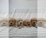 Image preview for Ad Listing. Nickname: Litter of 6