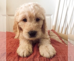 Goldendoodle Puppy for Sale in COMMERCE, Georgia USA