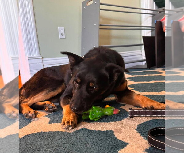 Medium Photo #3 German Shepherd Dog-Unknown Mix Puppy For Sale in Lakewood, CO, USA