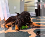 Small #2 German Shepherd Dog Mix