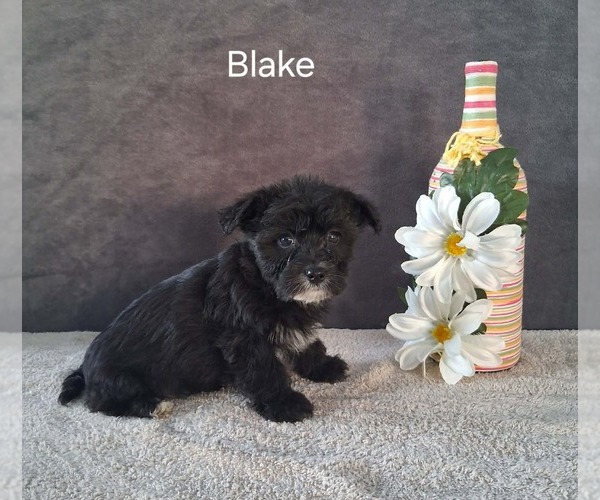 Medium Photo #2 Yo-Chon Puppy For Sale in MOUNT PLEASANT, MI, USA