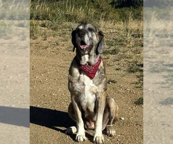 Medium Photo #1 Great Pyrenees-Mastiff Mix Puppy For Sale in Tabernash, CO, USA