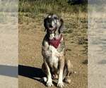 Marley - Female Great Pyrenees-Mastiff Mix Dog for Adoption - Small photo