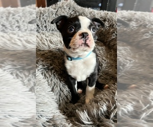 Boston Terrier Puppy for sale in WILMINGTON, OH, USA