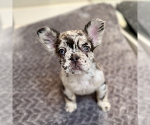 French Bulldog Puppy for Sale in HESPERIA, California USA