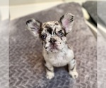 Image preview for Ad Listing. Nickname: Marshmallow