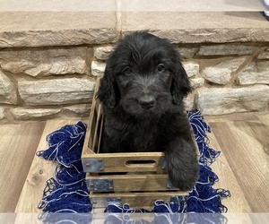 Goldendoodle Puppy for Sale in SQUAW VALLEY, California USA