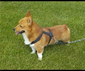 Father of the Pembroke Welsh Corgi puppies born on 09/20/2021