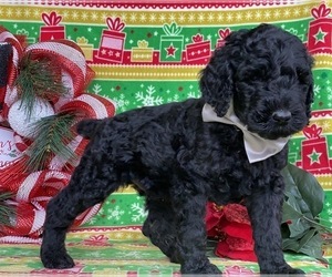 Poodle (Standard) Puppy for sale in LANCASTER, PA, USA