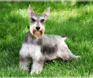 Mother of the Schnauzer (Miniature) puppies born on 08/31/2025
