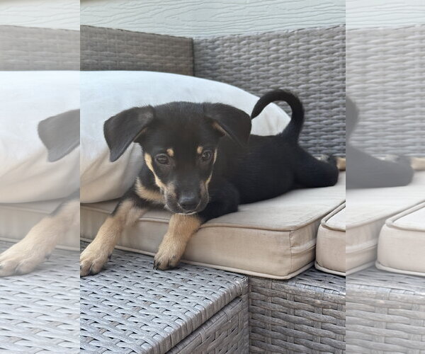 Medium Photo #2 Mutt Puppy For Sale in Duluth, MN, USA