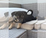 Small #1 Mutt