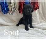 Small Photo #12 Goldendoodle Puppy For Sale in BLUFFTON, IN, USA