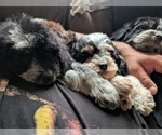 Small #4 Bernedoodle-Cavapoo (Miniature) Mix