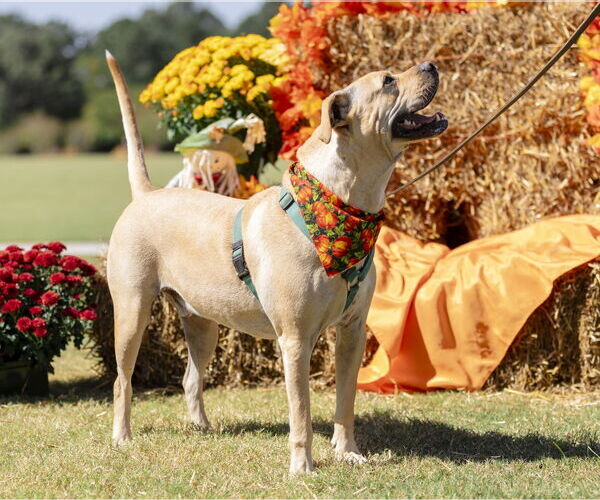 Medium Photo #11 Chinese Shar-Pei-Labrador Retriever Mix Puppy For Sale in Garner, NC, USA