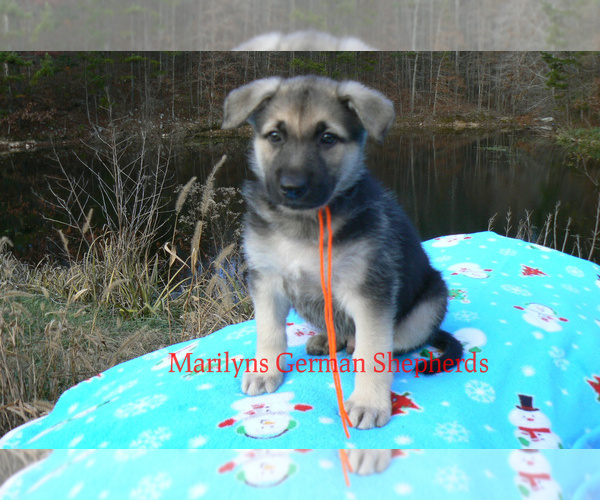 Medium Photo #5 German Shepherd Dog Puppy For Sale in PIEDMONT, MO, USA