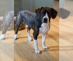 Chachi Boy - Male Boglen Terrier Dog for Adoption - Small photo
