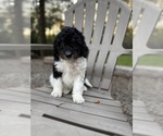 Small Photo #33 Miniature Bernedoodle Puppy For Sale in DENVER, PA, USA