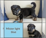 Puppy Mister Lt Blue German Shepherd Dog