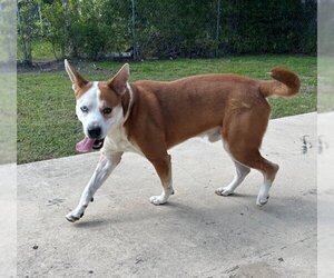American Staffordshire Terrier-Huskies  Mix Dogs for adoption in San Antonio, TX, USA