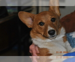 Small Photo #10 Pembroke Welsh Corgi Puppy For Sale in FALLS CITY, OR, USA