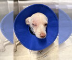 Small #6 Chihuahua Mix