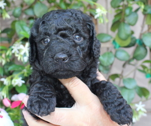 Goldendoodle (Miniature) Puppy for sale in PLACERVILLE, CA, USA