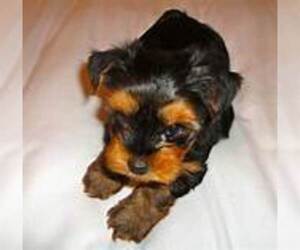 Yorkshire Terrier Puppy for sale in DECATUR, GA, USA